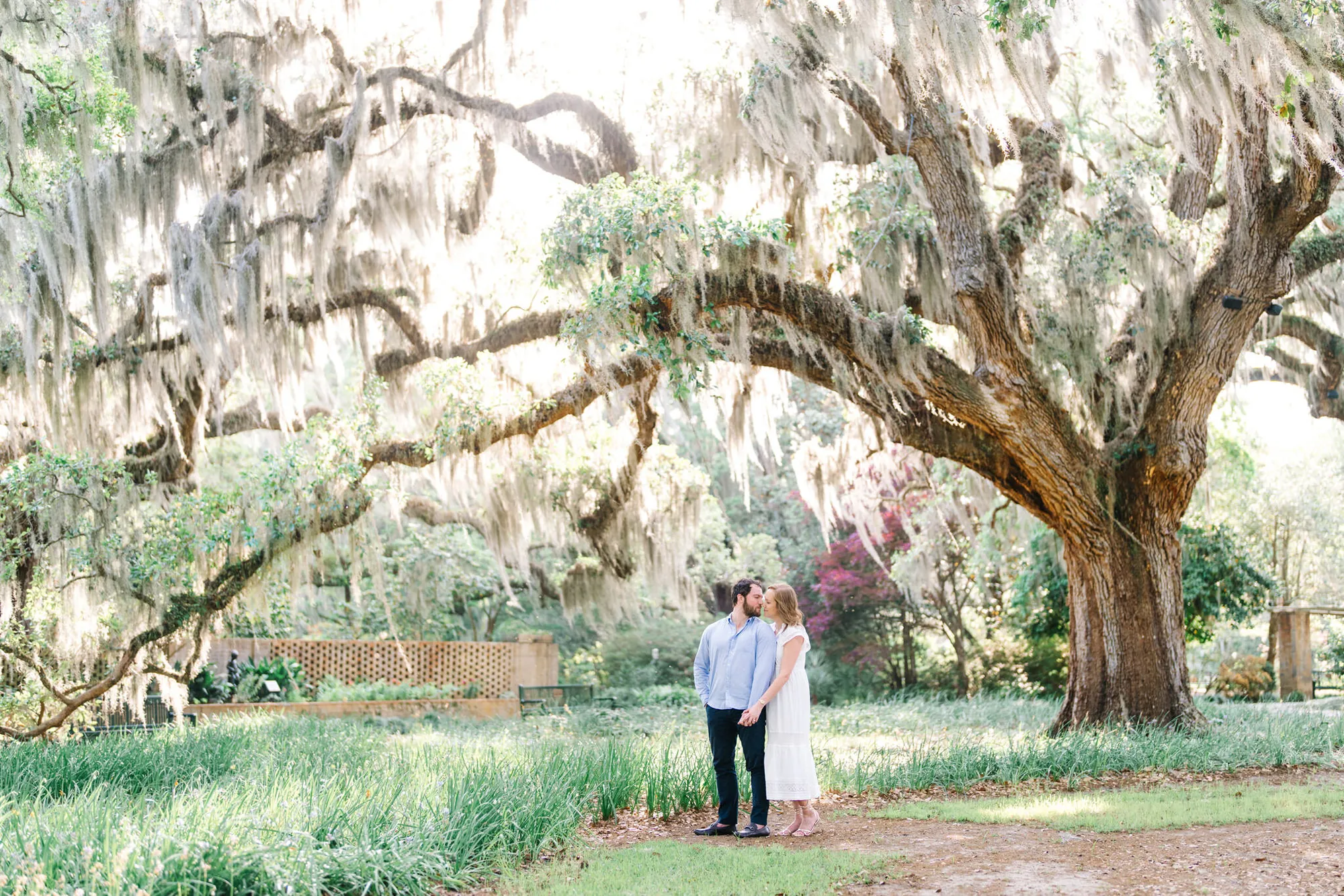 Engaged couple kissing under a grand live oak with Spanish moss in the gardens at Brookgreen in Pawleys Island